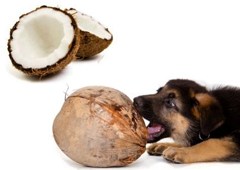 Technically a fruit, a nut, and a seed all at once, the coconut is harvested from trees and processed into different food. Coconut Oil: Miracle Care for Your Dog or Cat - thegoodstuff