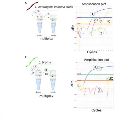 Detection Of Infectious Leptospira Spp Group And Differentiation Of