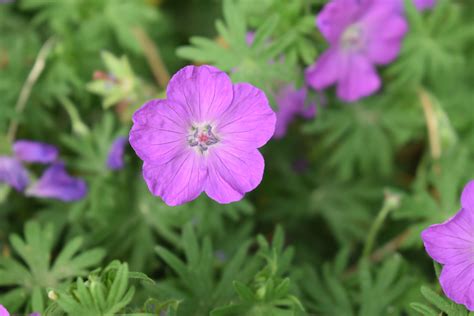 New Hampshire Purple Cranesbill