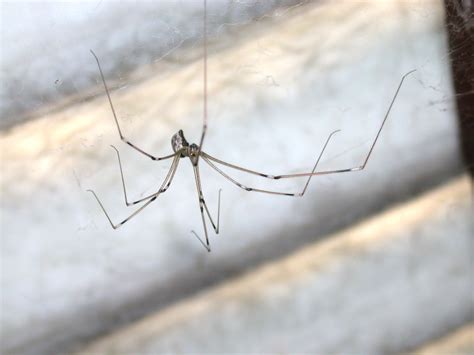 Daddy Long Leg Spider Wallpapers Wallpaper Cave