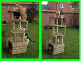 Cats Climbing Frame Images