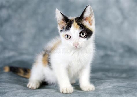 Calico Cat And Kitten Stock Photo Image Of Curious Calico 98152342