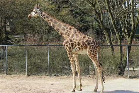 Giraffe Im Zoo In Neunkirchen Foto And Bild Tiere Zoo Wildpark