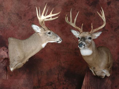 Whitetail Deer Mounts Positions