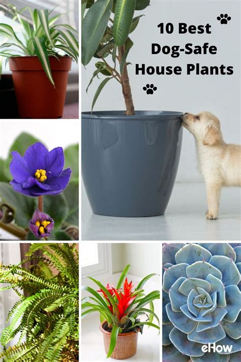 These 10 House Plants Are Dog Safe And Easy To Maintain Dog