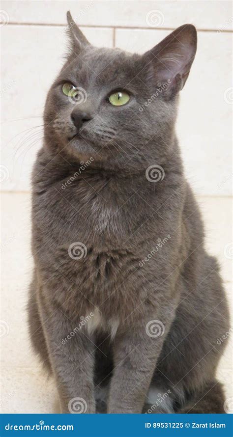 Cute Korat Cat Stock Image Image Of British English 89531225