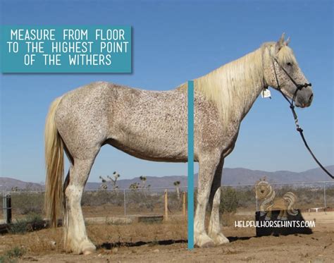 Measuring Horse Height In Hands With Chart Helpful Horse Hints