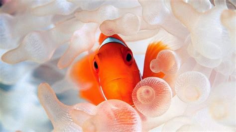 Top + Kartun Ikan Lucu, Paling Heboh!