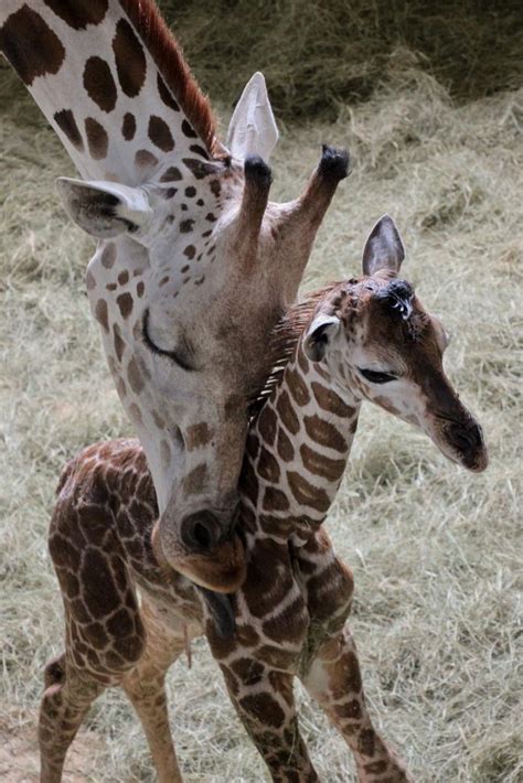 2 Baby Giraffes Born In Disneys Animal Kingdom Ziggy Knows Disney