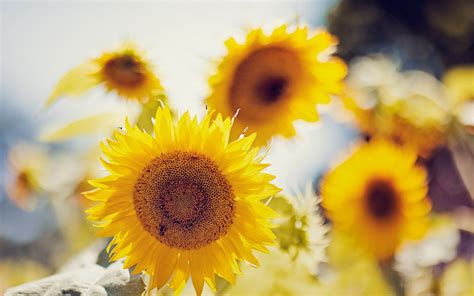 sunflowers, Wallpaper, Summer, Nature Wallpapers HD / Desktop and ...