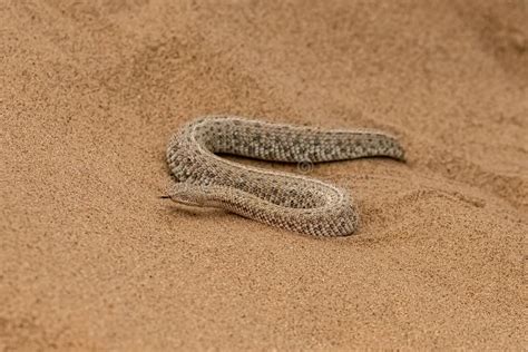 Saharan Horned Viper Snake In The Sand Stock Image Image Of
