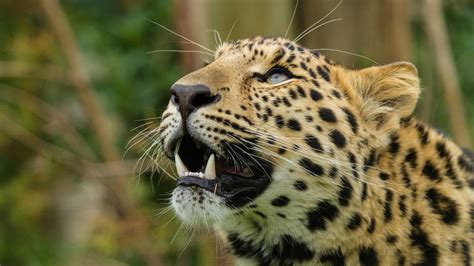 Wallpaper Amur Leopard Leopard Predator Snout Teeth Hd Picture Image