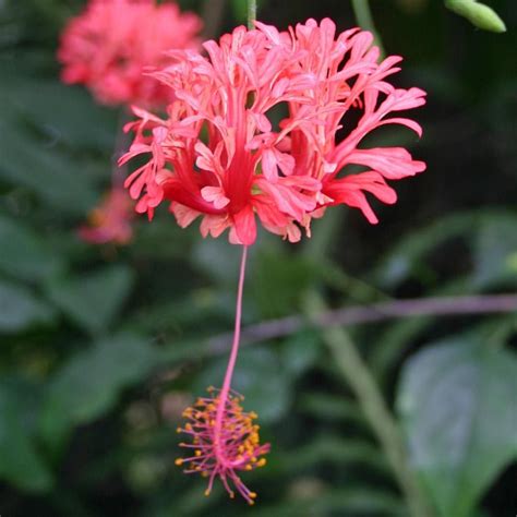 Each flower features recurved, fringed, pink to red petals and a long slender pendent staminal column. @greenthumb_lawncare Japanese Lantern (Hibiscus ...