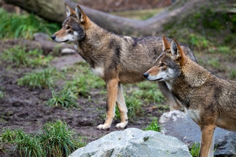 Red Wolves Need Emergency Protection Conservationists Say Timber