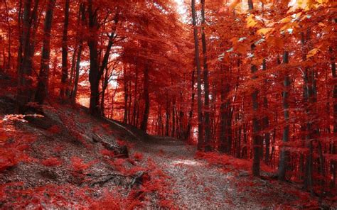 Nature Forest Path Fall Trees Red Leaves Wallpaper