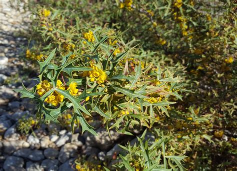 Mahonia Trifoliolata Agarita Eco Blossom Nursery