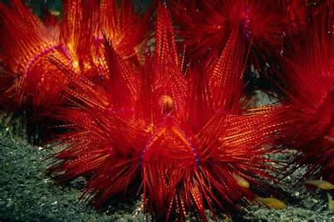 Sea Urchins Photograph By Georgette Douwma Fine Art America