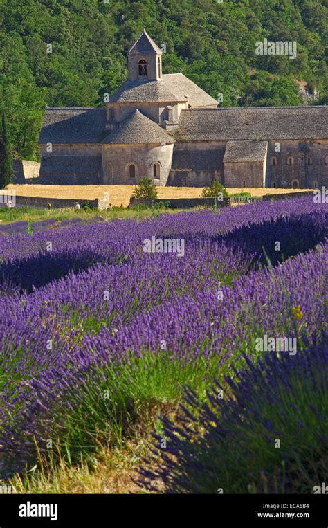 Lavender Fields At Abbaye Notre Dame De Senanque Senanque Abbey
