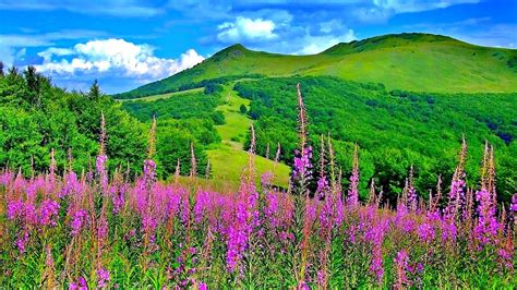 Spring Landscape Hills Grass Peaceful Forest Hill Flowers Time Sky