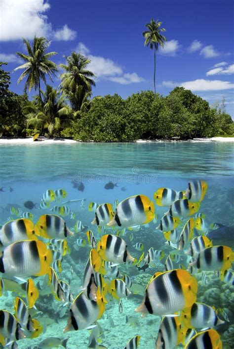 Coral Reef Tahiti French Polynesia Stock Image Image Of Paradise