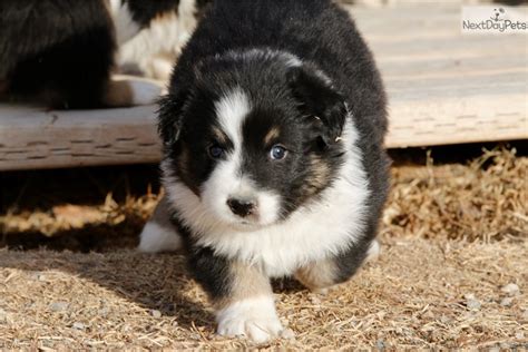 Experience bozeman, home to montana state university. Btm2: Australian Shepherd puppy for sale near Bozeman, Montana. | e99ce668-4701
