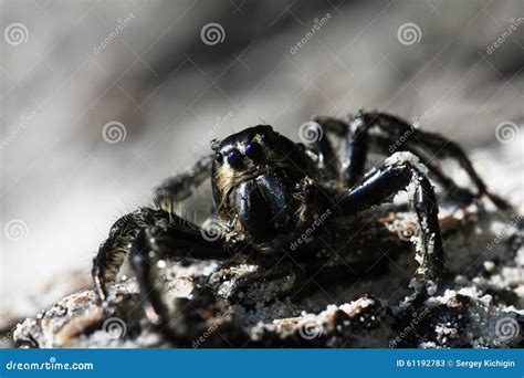 Big Black Spider Stock Image Image Of Heavy Leaf Cocoon 61192783