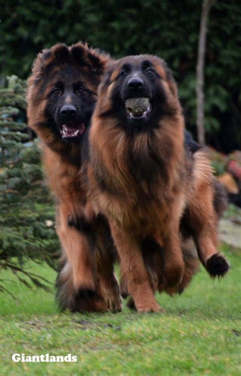 Giantlands Long Haired Germans Shepherd Dogs