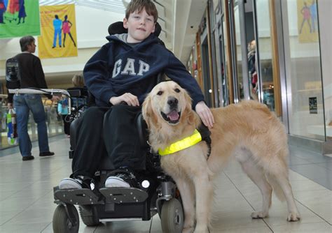 Apply For An Assistance Dog Dogs For The Disabled