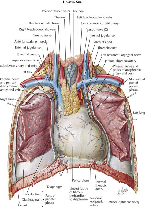 Anatomy Of Chest Anatomy Of Chest Wall And Thoracic Cavity Medical Images For Power Po