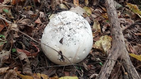 Nearly Completely Round White Fungus Mushroom Hunting And