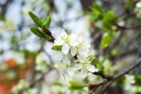Close Up View Of White Cherry Blossom And Green Leaves With Raindrops
