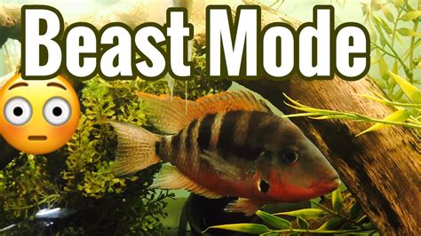 Full Grown Firemouth Cichlid Tank Adult Pair Youtube