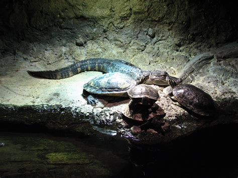 Louisiana Swamp American Alligator And Turtle Exhibit Zoochat