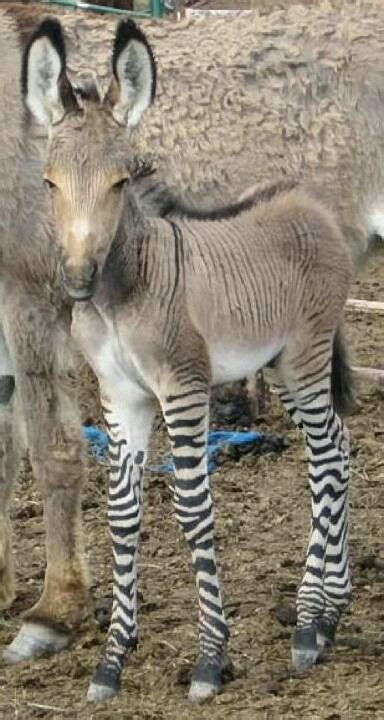 Zebra Legsdonkey Top Cute Animals Rare Animals Zonkey
