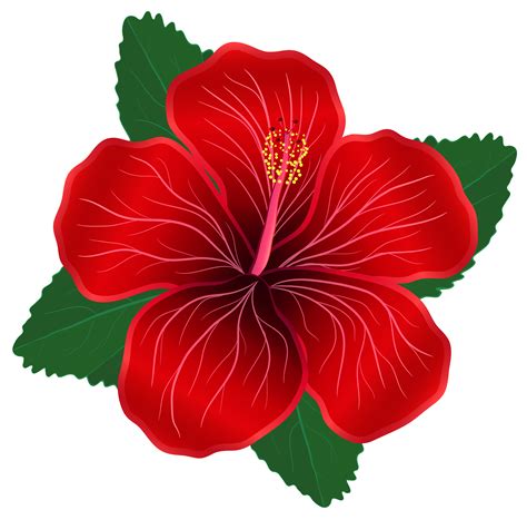 Free Red Flowers Transparent Download Free Red Flowers Transparent Png Images Free Cliparts On