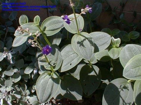 Tibouchina heteromalla is native to brazil. PlantFiles Pictures: Silver Leafed Princess Flower, Large ...