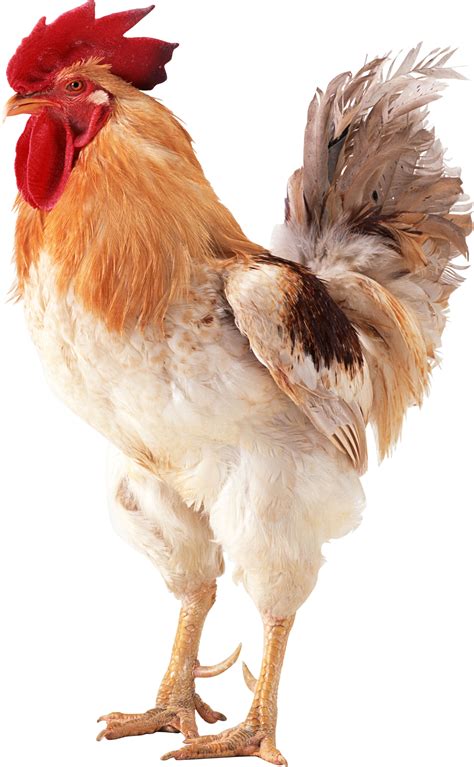 Cock Png