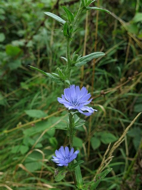 If you've ever had a cup of coffee in new orleans, chances are you've enjoyed a longstanding nola tradition: Chicory (Cichorium intybus) © Andrew Curtis cc-by-sa/2.0 :: Geograph Britain and Ireland