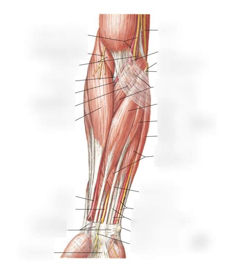 Anatomy Of Human Forearm Muscles, Superficial Anterior View Wall Art