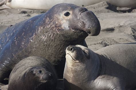 Curious Baby Elephant Seal Checking Out A Wildlife Photographer R