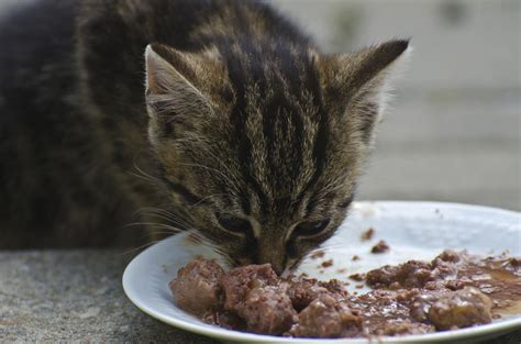 Does your cat attempt to eat her dry food but settle for wet, or does she completely ignore that the dry food exists? Should Your Pet Be on a Grain Free Diet?
