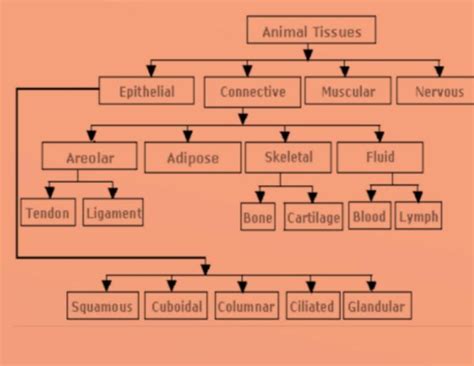 Draw A Flow Chart Showing Types Of Plant And Animal Tissues