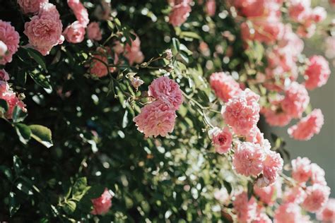 Roses Blossoms Bloom Free Photo On Pixabay Pixabay