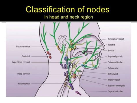 The Superficial Cervical Lymph Nodes Lie Above The Investing Layer Of