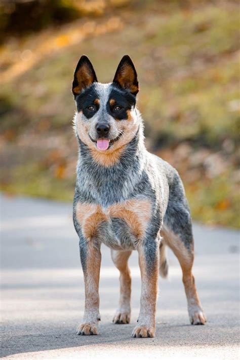 Red Heeler Vs Blue Heeler What Is The Difference Wikipedia Point