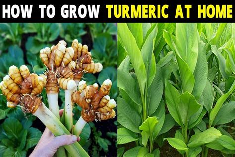 How To Grow Turmeric Plants At Home Ebuzz Ayurveda Guide