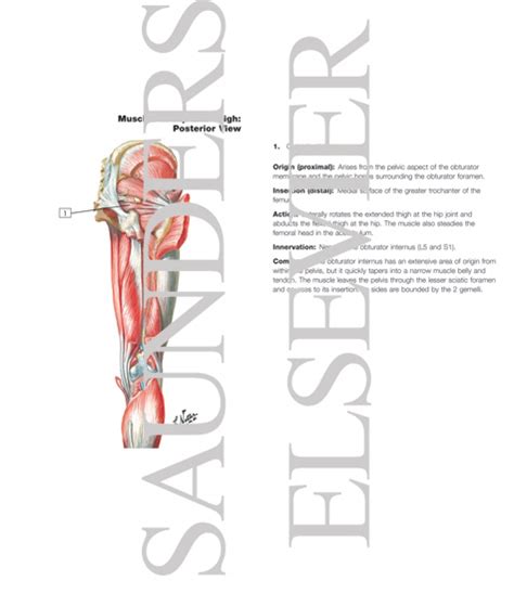 If you know where muscles attach and how they contract then tight calf muscles at the back of the lower leg… Muscles of Back of Hip and Thigh Muscles of Hip and Thigh: Posterior Views