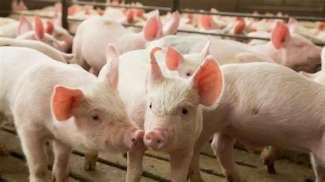 Pig Farm Manager Wanted Immediately Apply Here Ijobs