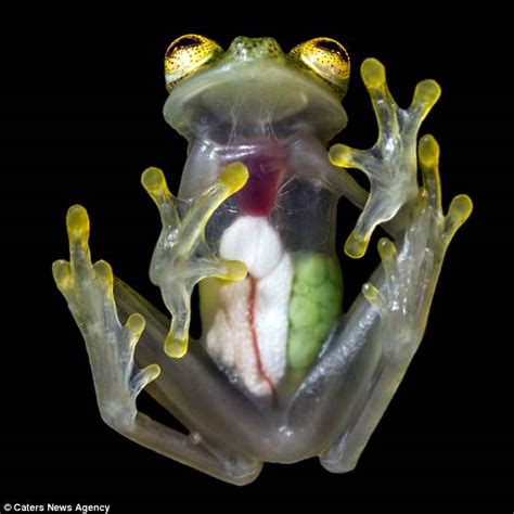 Glass Frog Is So See Through You Can See Eggs Growing Inside Her
