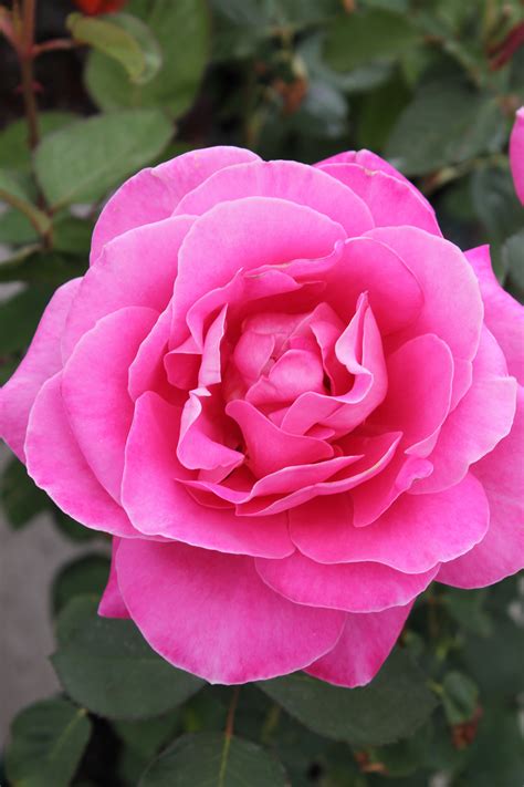 Rose 'Pink Peace' - Wilson's Garden Center